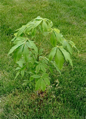 If you want a different tree that's a conversation piece, consider the native Ohio Buckeye. Seedlings are easy to plant.