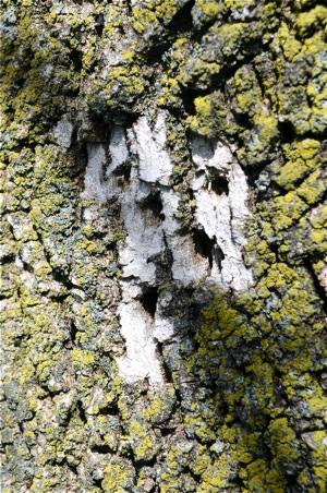 Tell-tale signs of the emerald ash borer. If your trees have these visual markings you might be too late to save them.