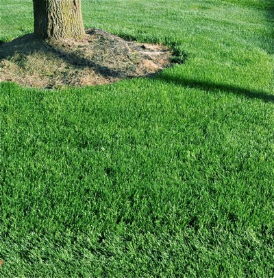 2-4-D products are excellent for keeping turf, like this bluegrass, free from broadleaf weeds.