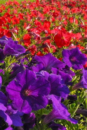 Use one color, or mix and match to make a striking contrast, as with these petunias.